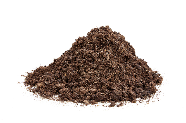 Rhododendron spagnum