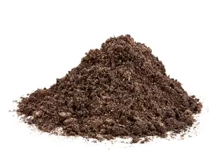 Rhododendron spagnum