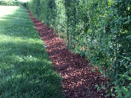 Cocoa Mulch (4000 liters)